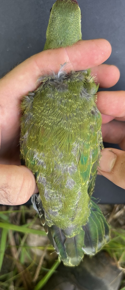 holub růžovohlavý - ML644253207