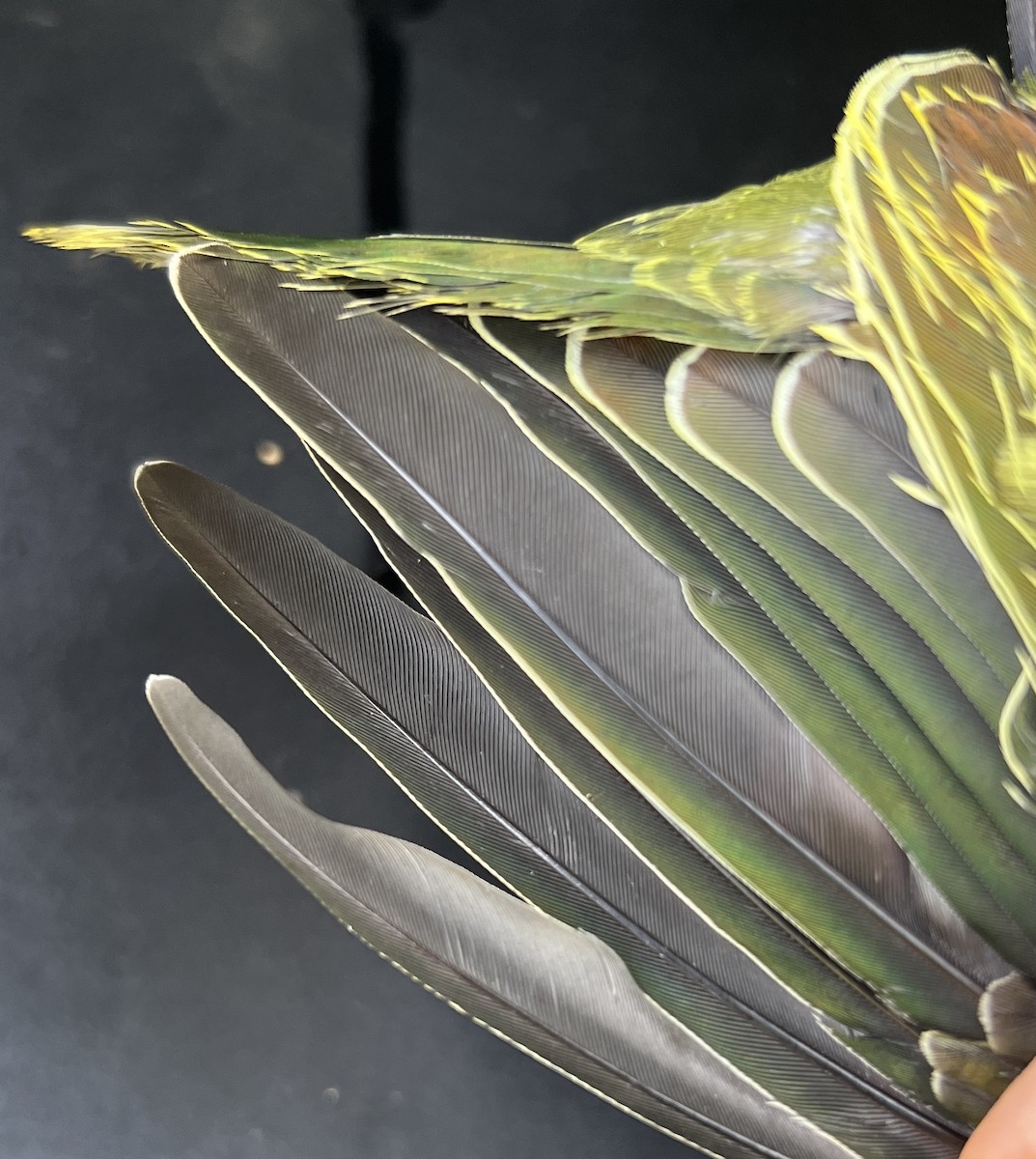 holub růžovohlavý - ML644253208