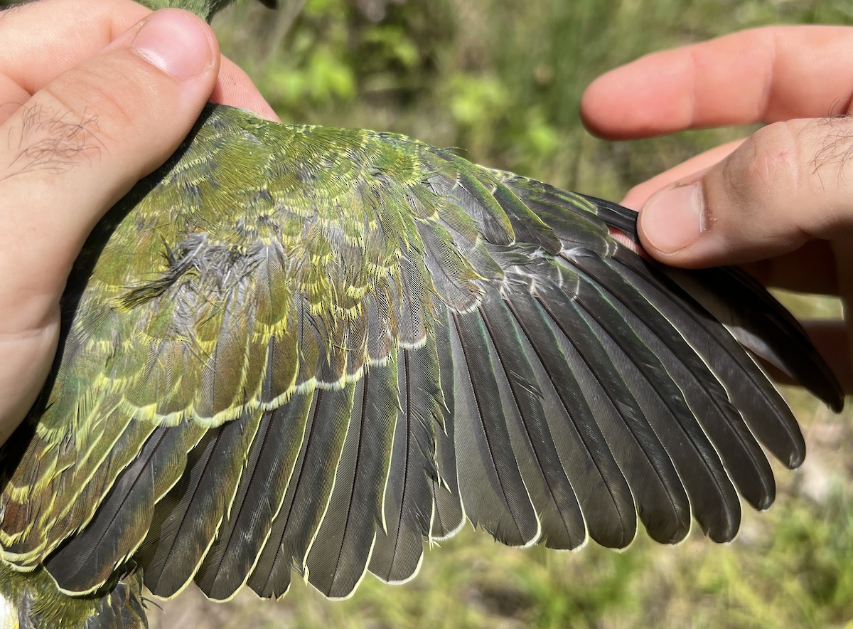 holub růžovohlavý - ML644253209