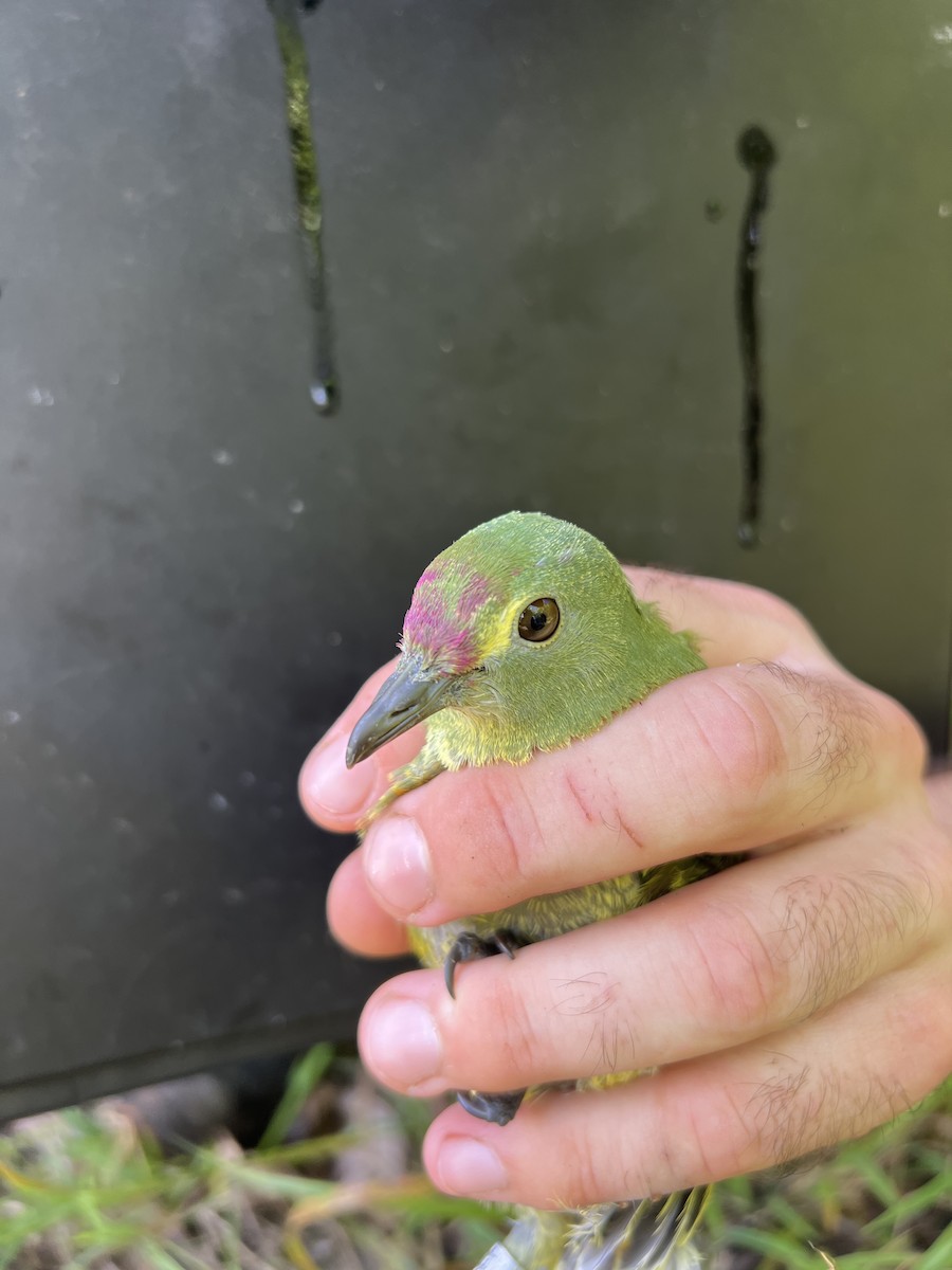 holub růžovohlavý - ML644253210