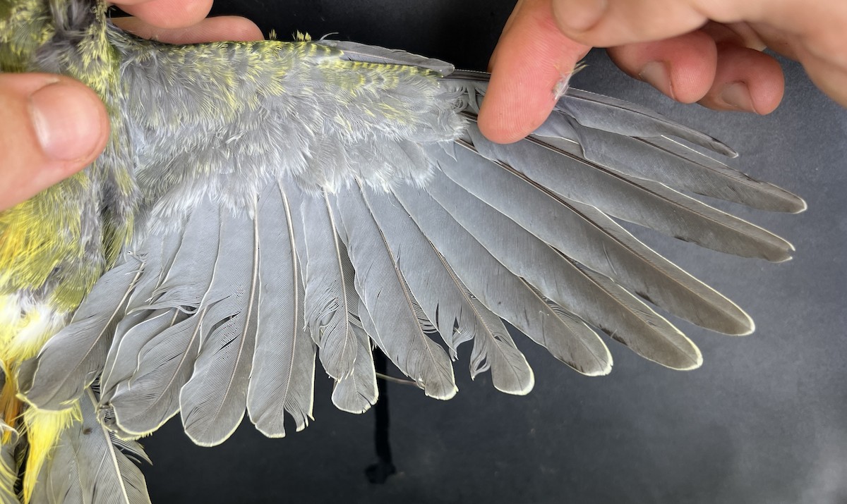 holub růžovohlavý - ML644253211