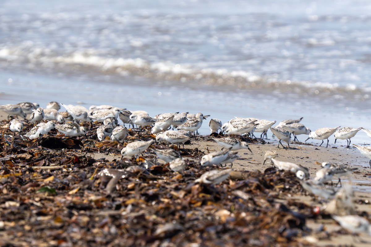 Txirri zuria - ML644253216