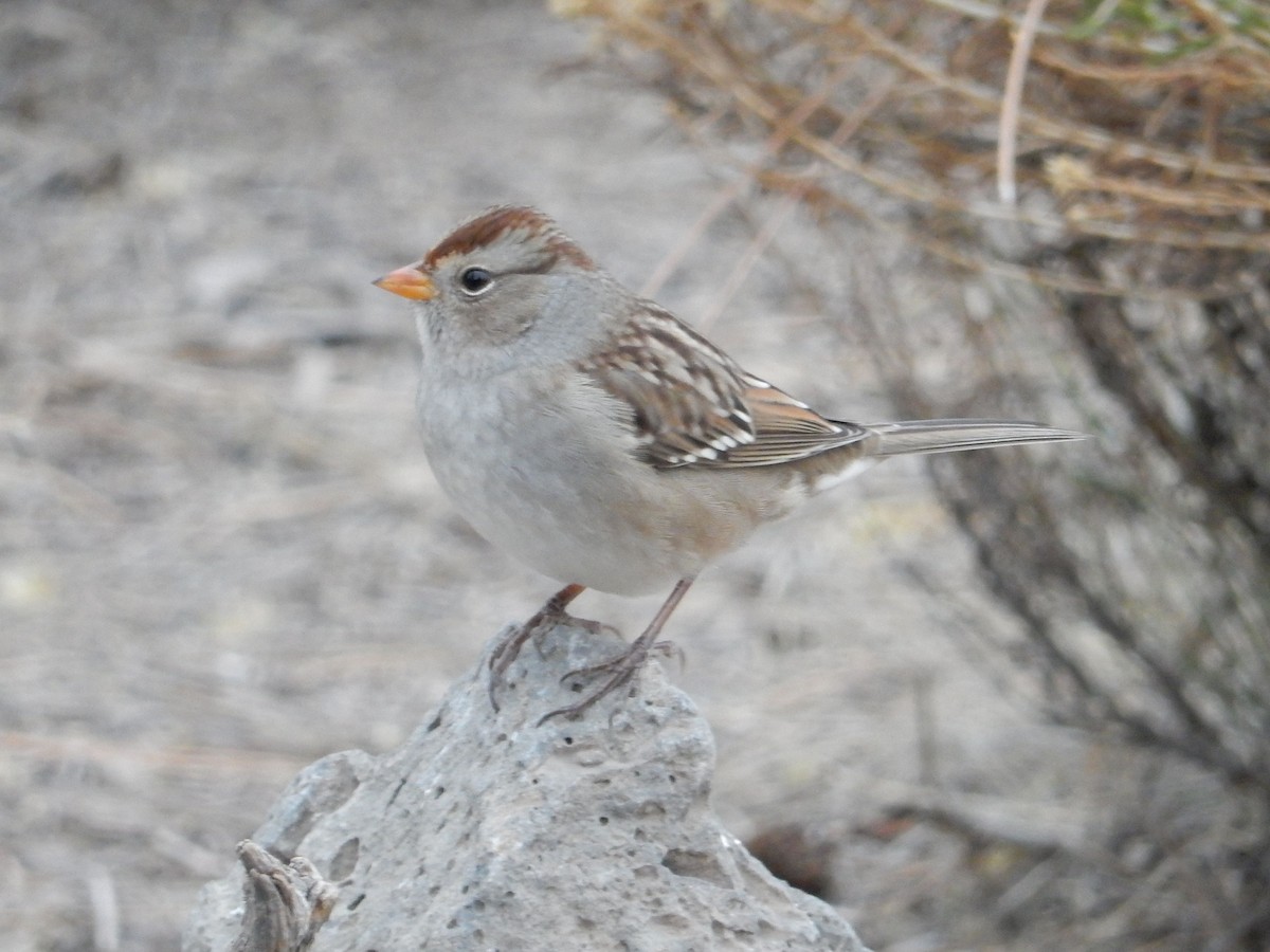 strnadec bělopásý - ML644253232