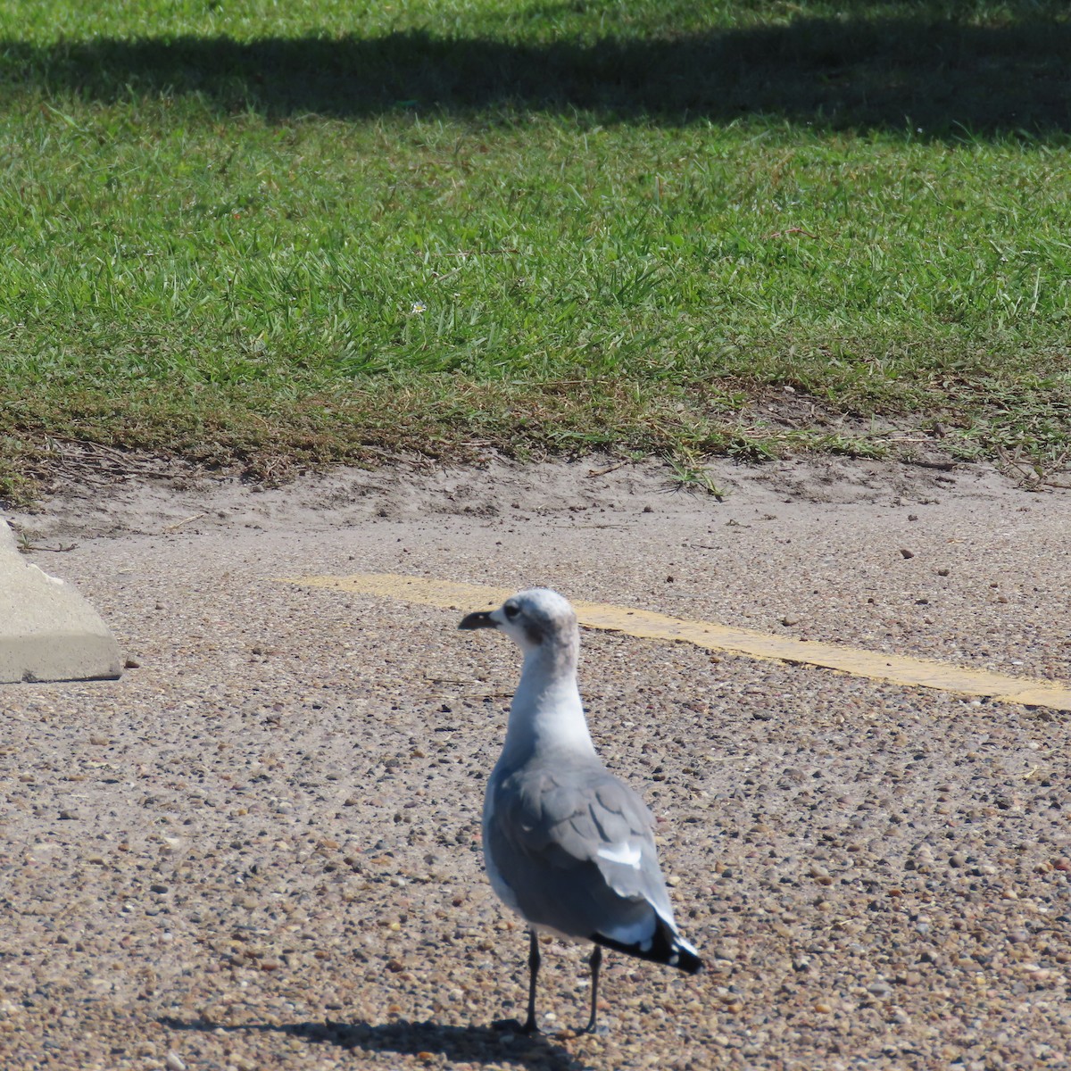 Ацтекская чайка - ML644253234