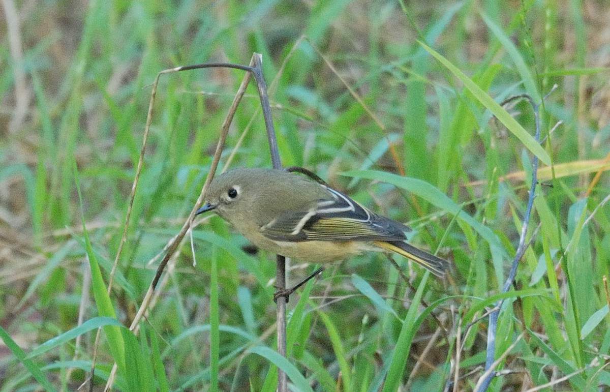 Ruby-crowned Kinglet - ML644253235