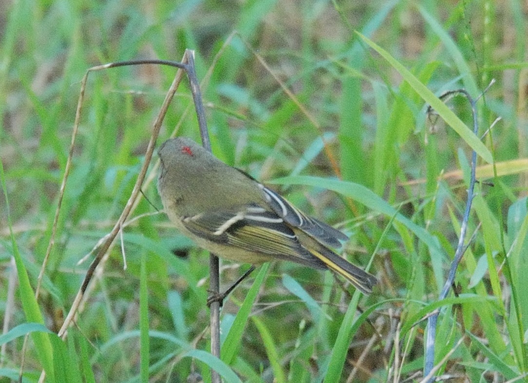 Ruby-crowned Kinglet - ML644253236