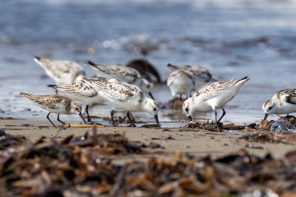 ヒメハマシギ - ML644253240