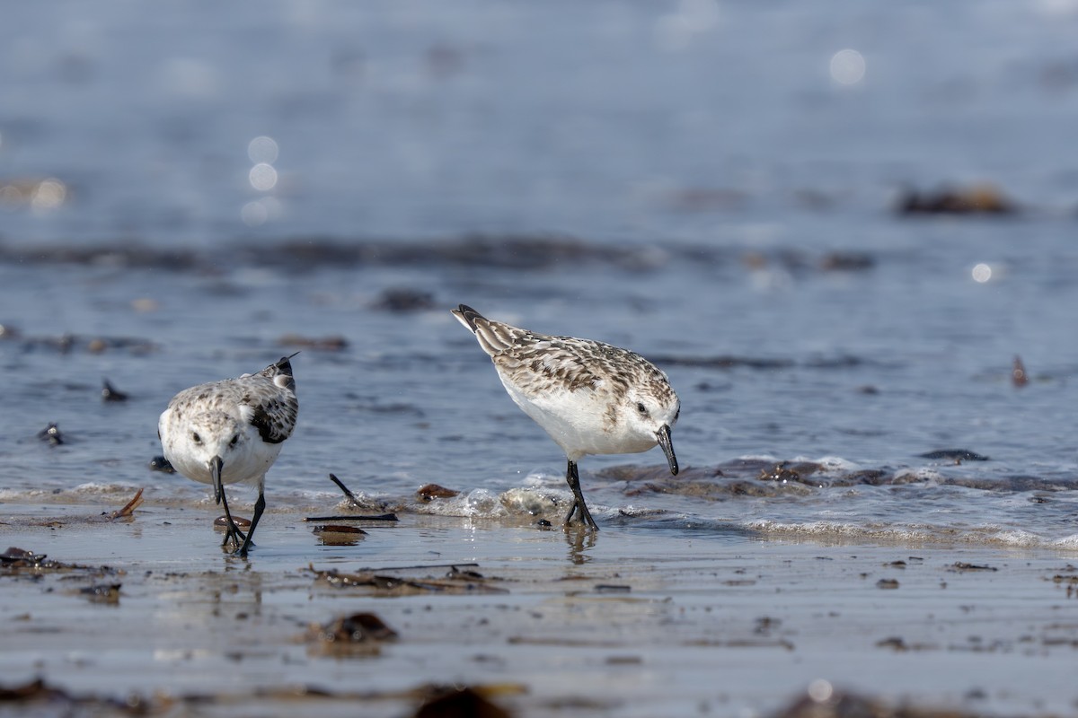 Txirri zuria - ML644253243