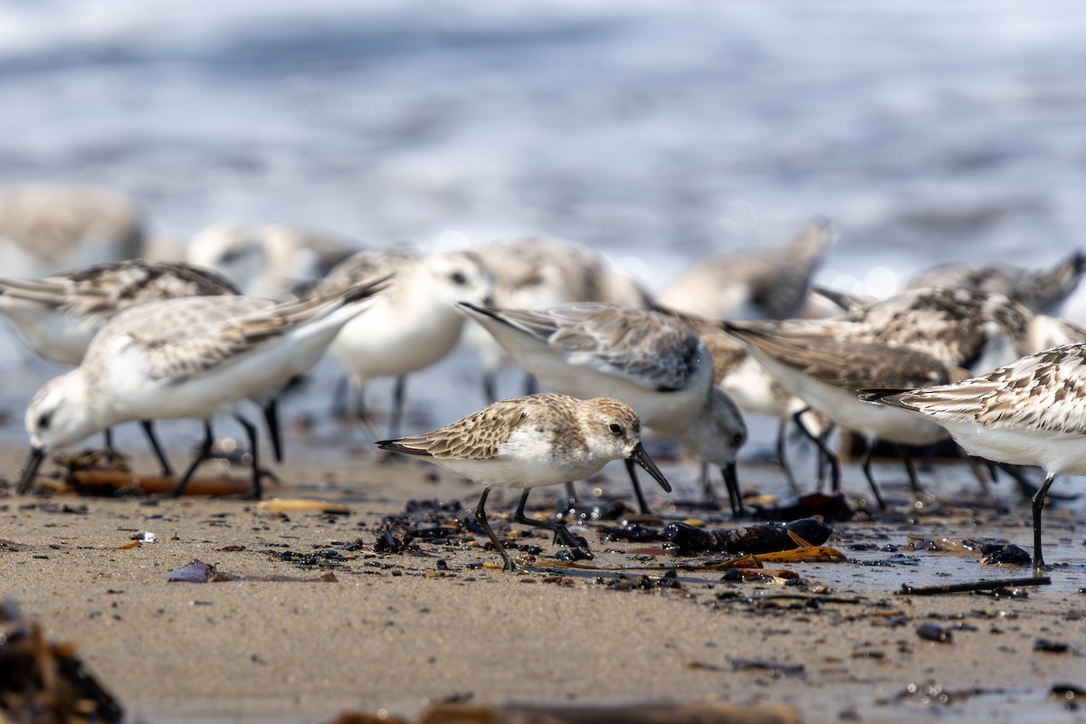 ヒメハマシギ - ML644253247