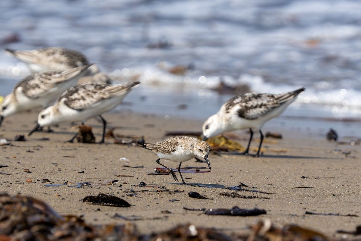 ヒメハマシギ - ML644253248