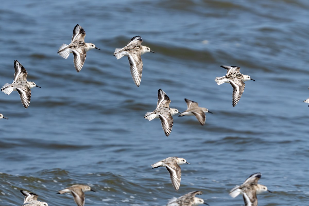 Txirri zuria - ML644253255