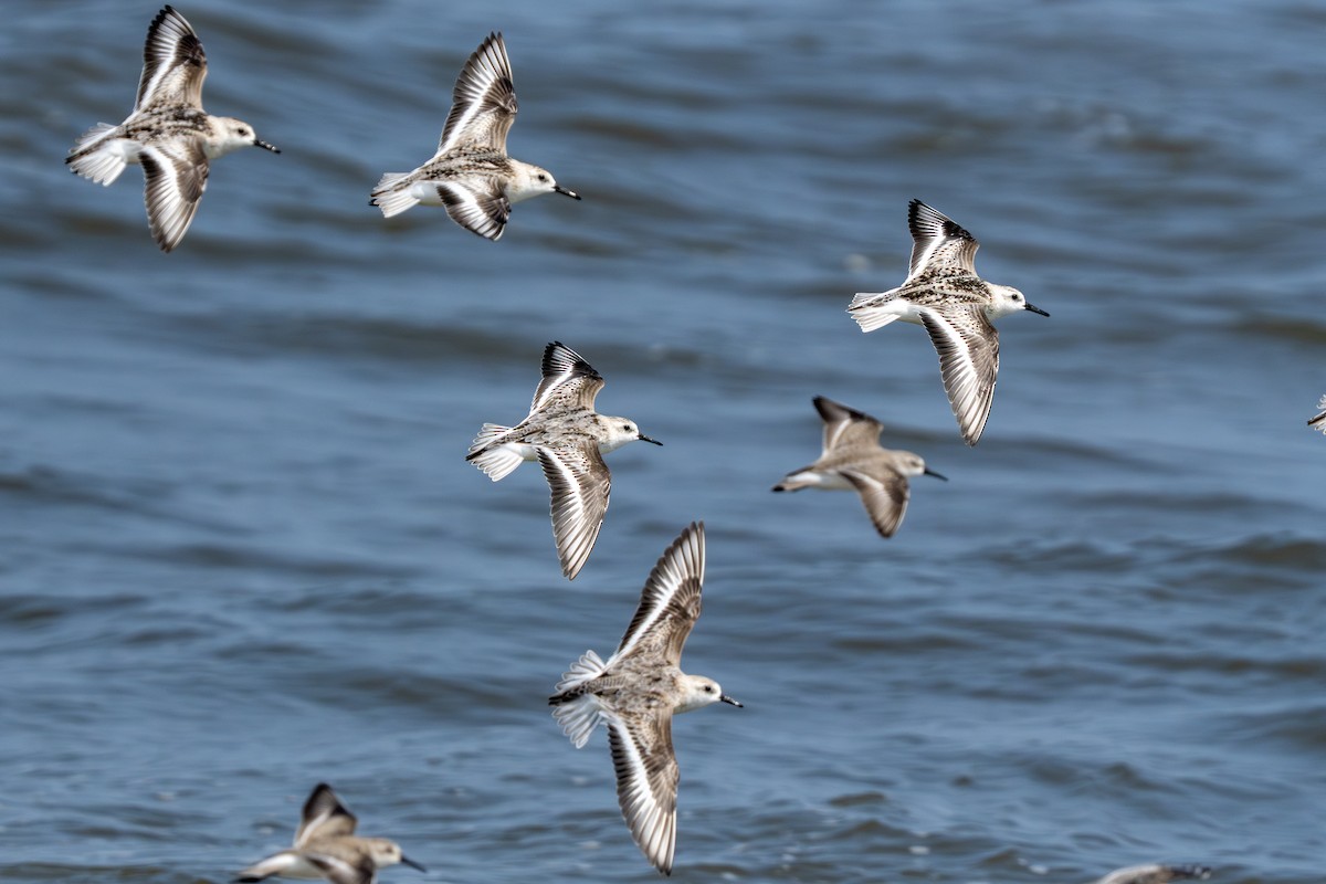 Txirri zuria - ML644253256