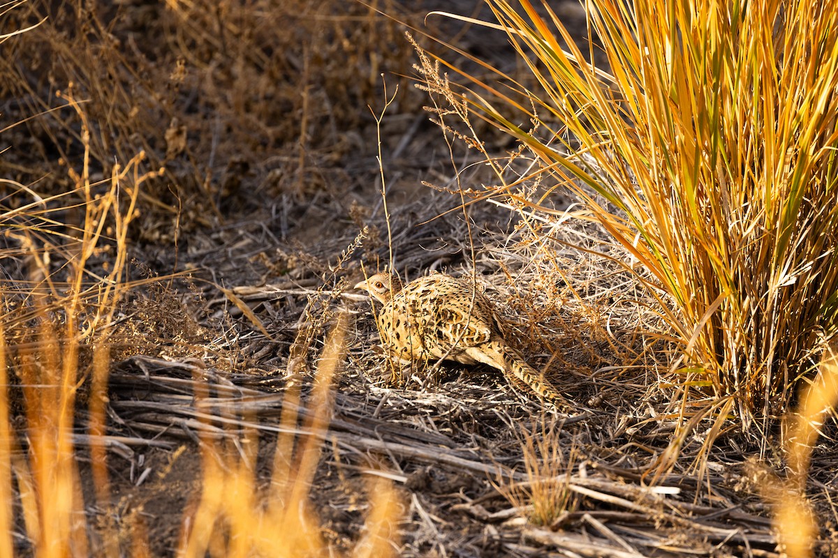 Ring-necked Pheasant - ML644253258