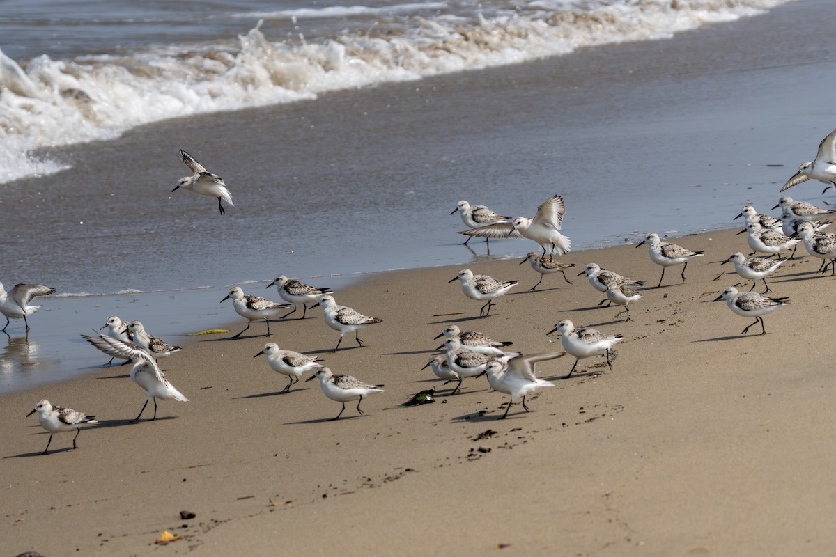 Txirri zuria - ML644253259