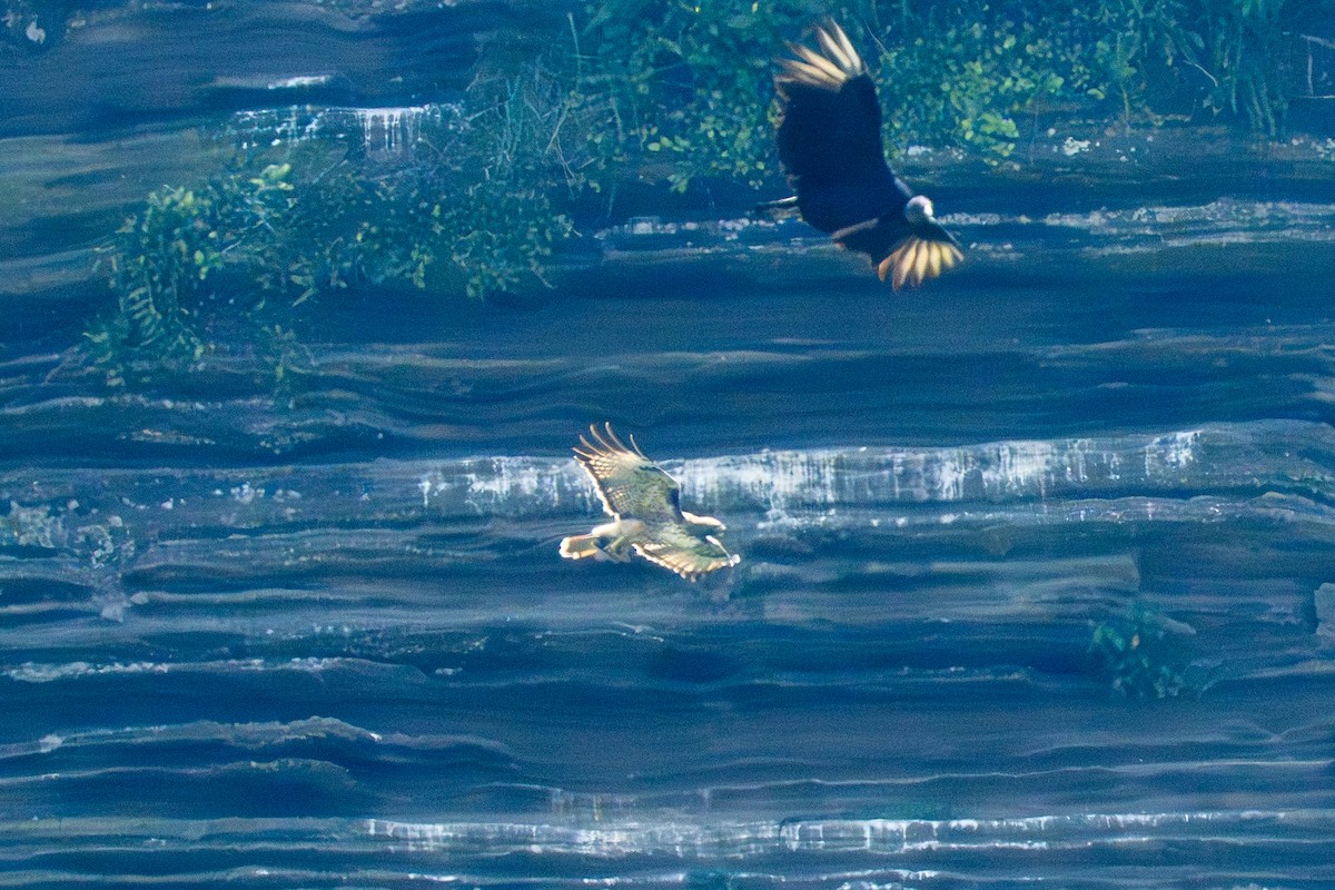 Red-tailed Hawk - ML644253261