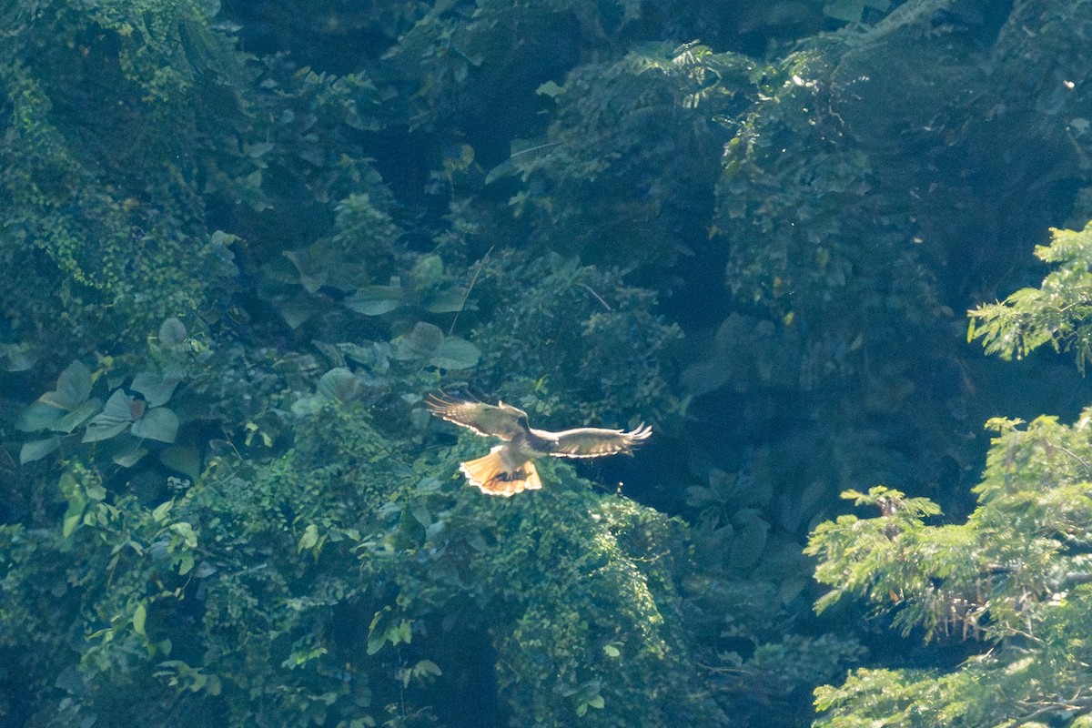 Red-tailed Hawk - ML644253262