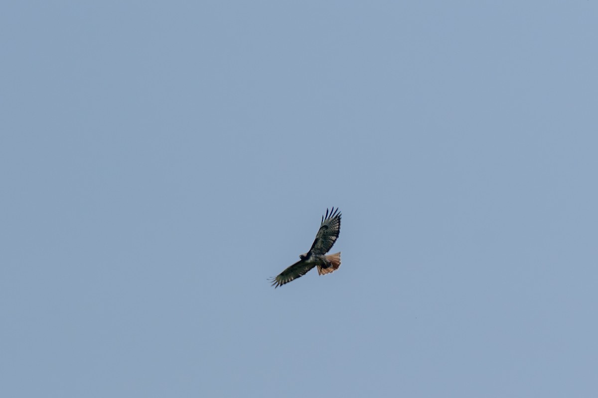 Red-tailed Hawk - ML644253263