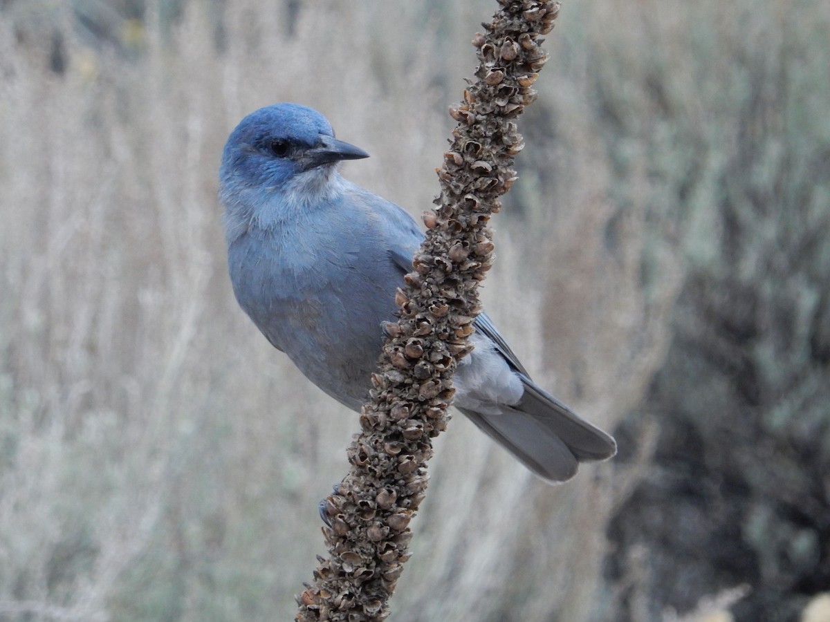 Pinyon Jay - ML644253264