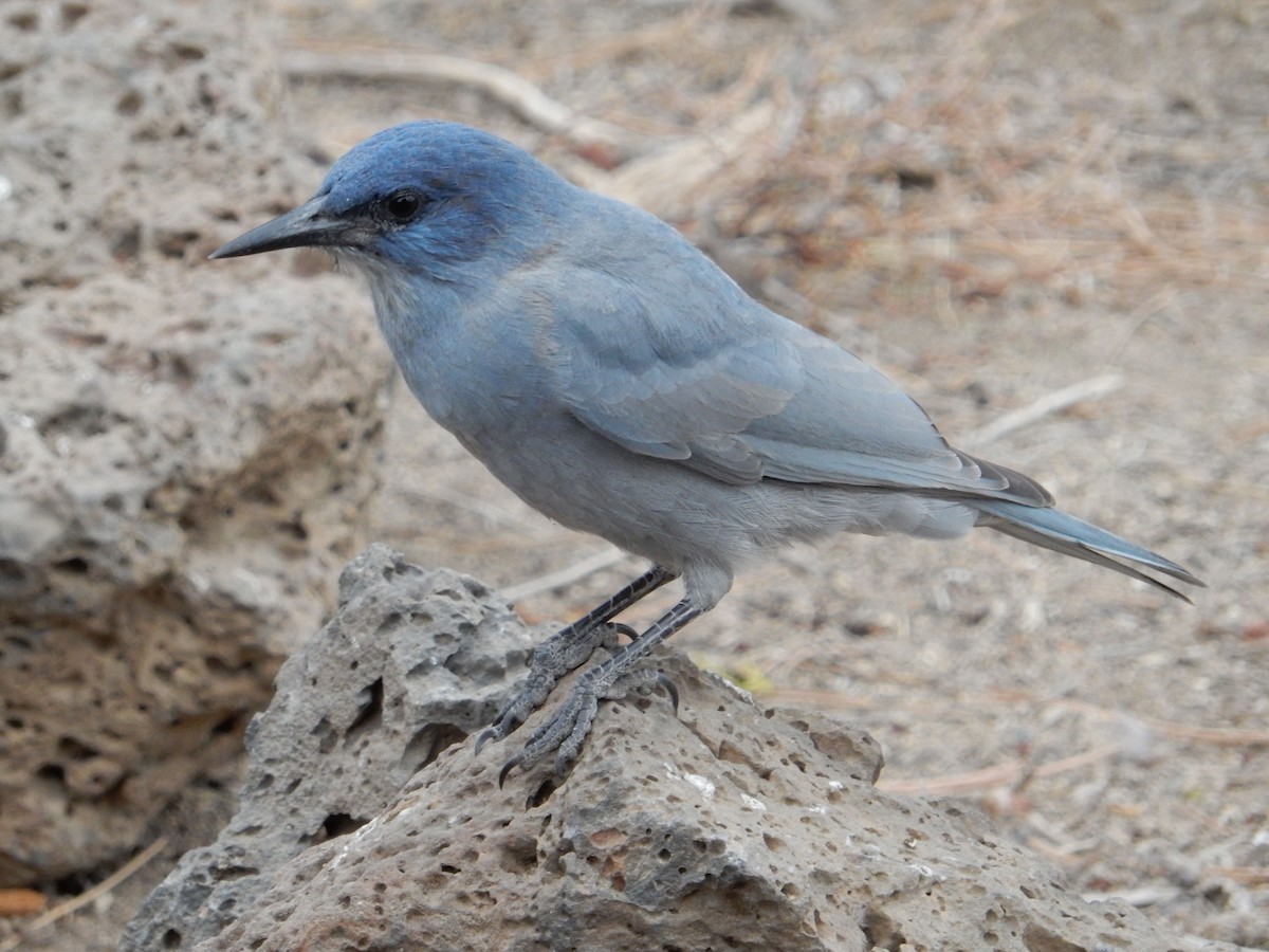 Pinyon Jay - ML644253268