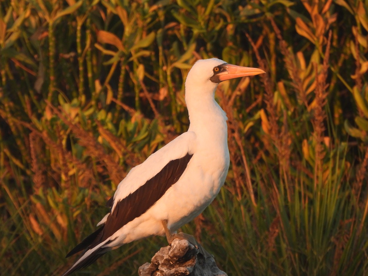 Nazca Booby - ML644253270