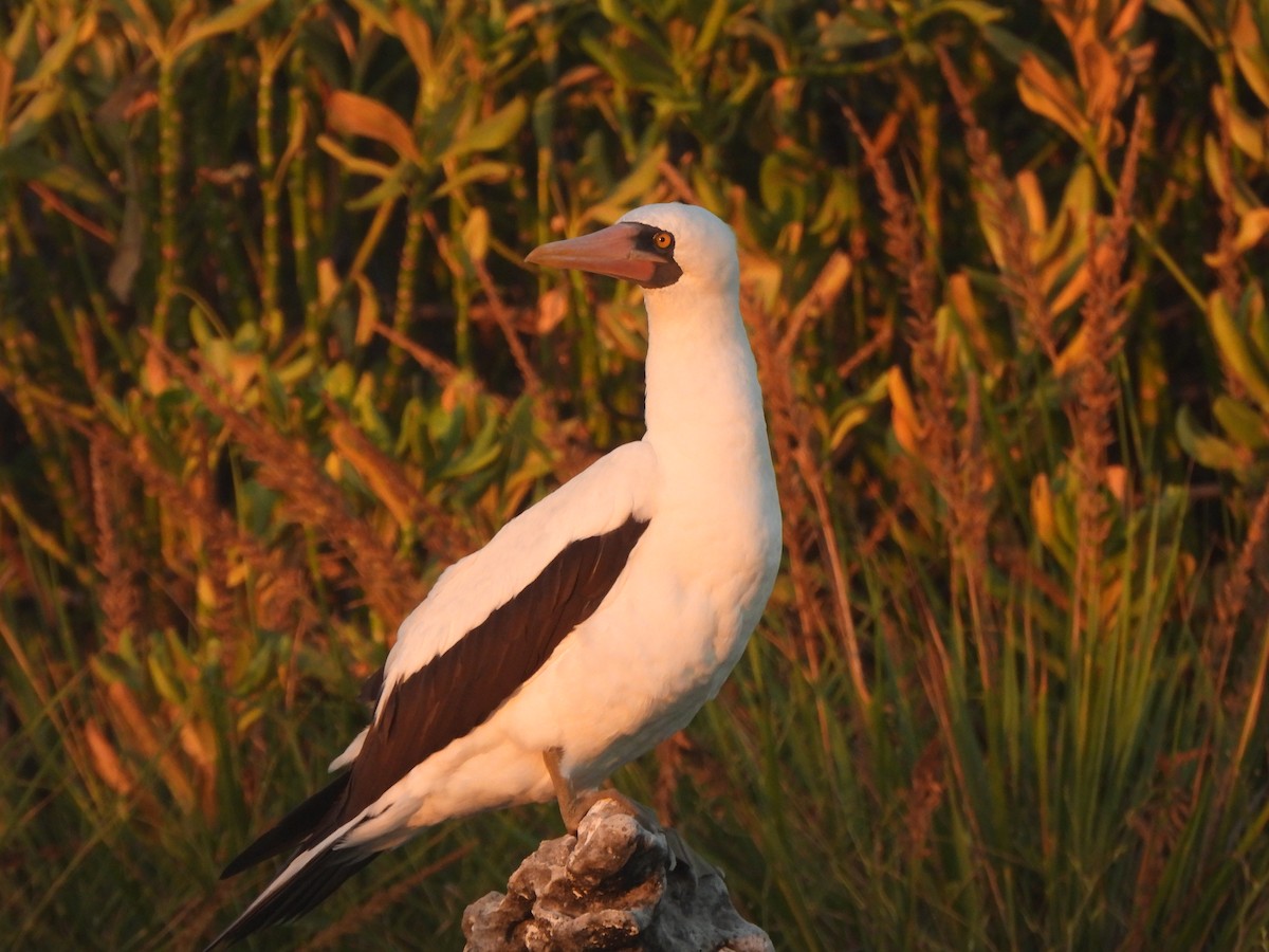 Nazca Booby - ML644253271