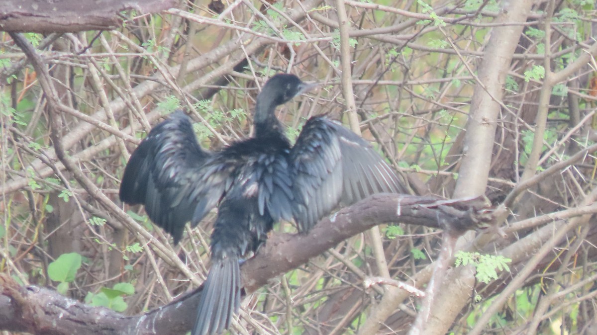 アジアコビトウ - ML644253272