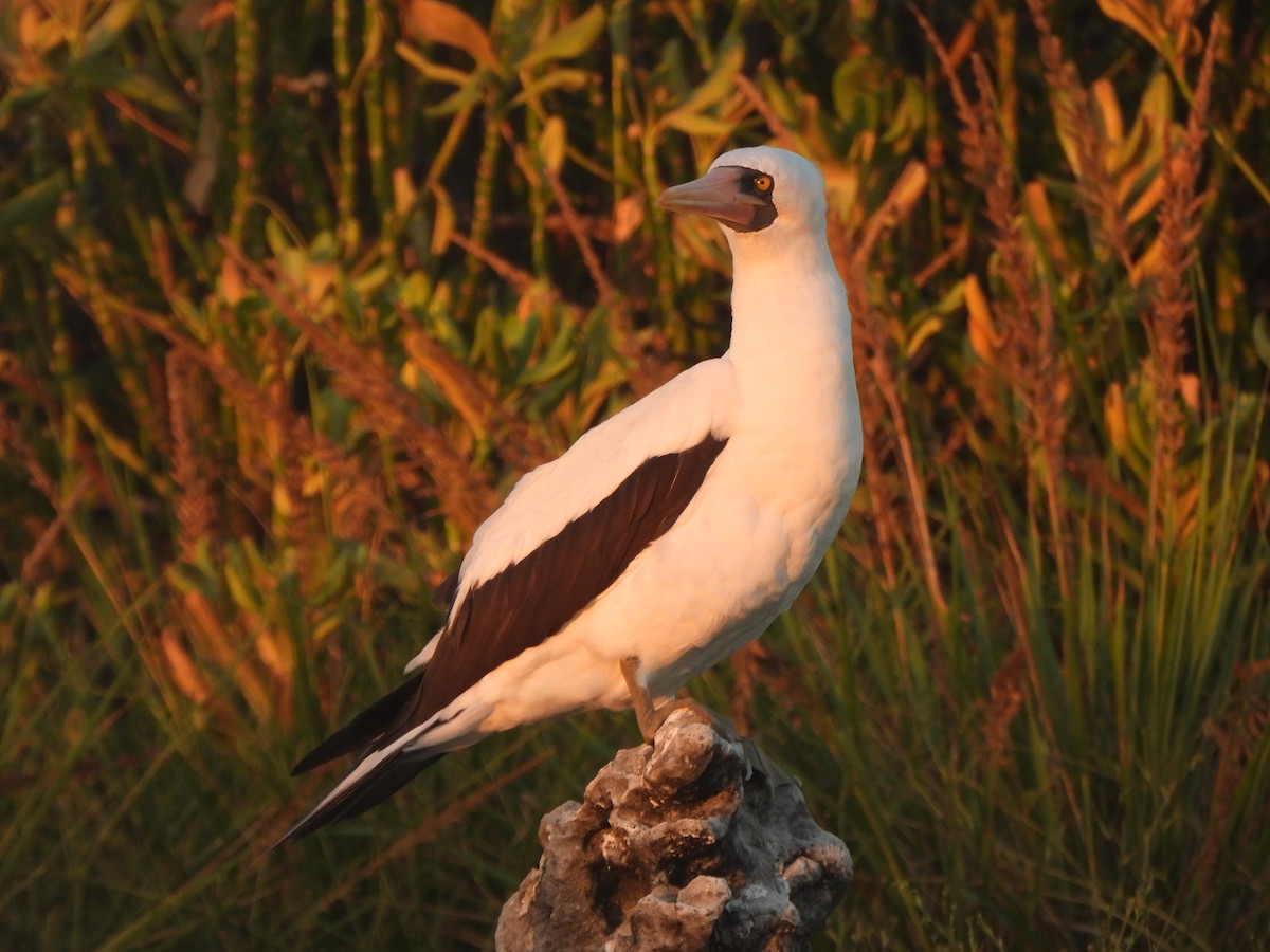 Nazca Booby - ML644253273