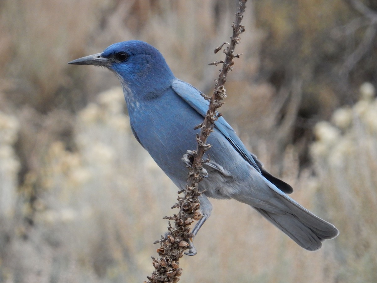 Pinyon Jay - ML644253275