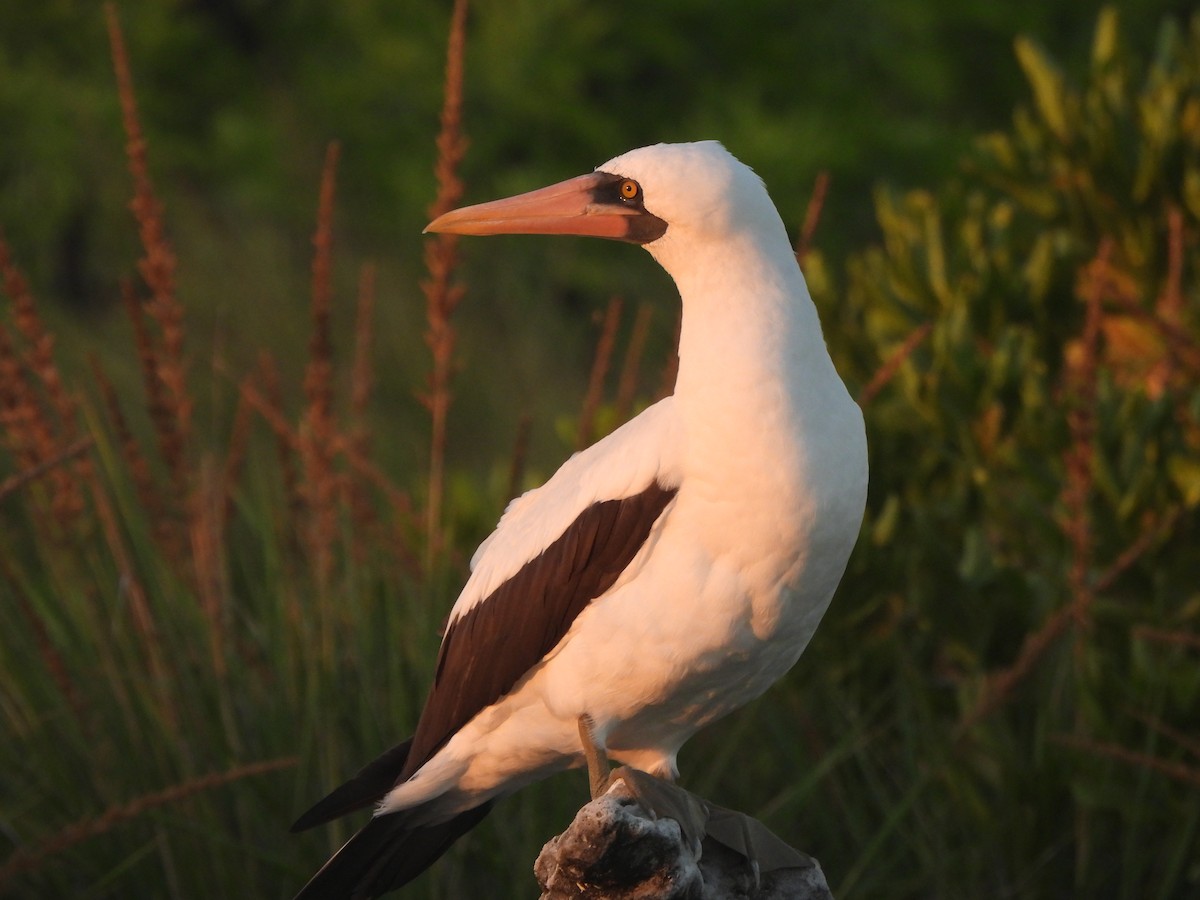 Nazca Booby - ML644253289