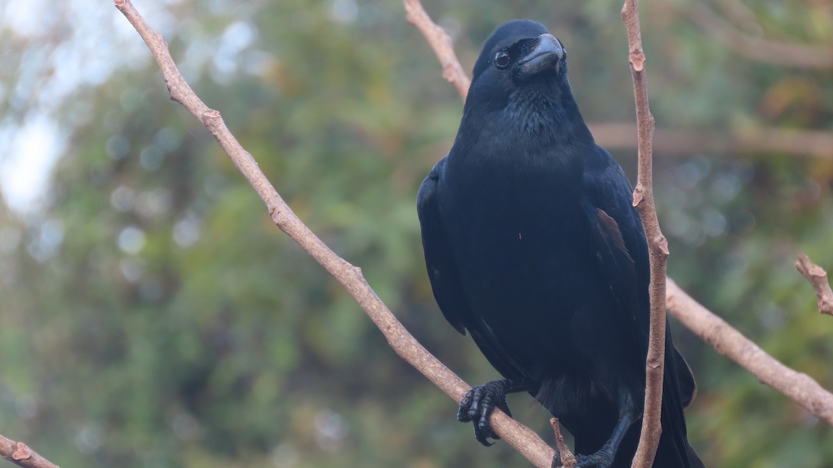 Ворона великодзьоба - ML644253290