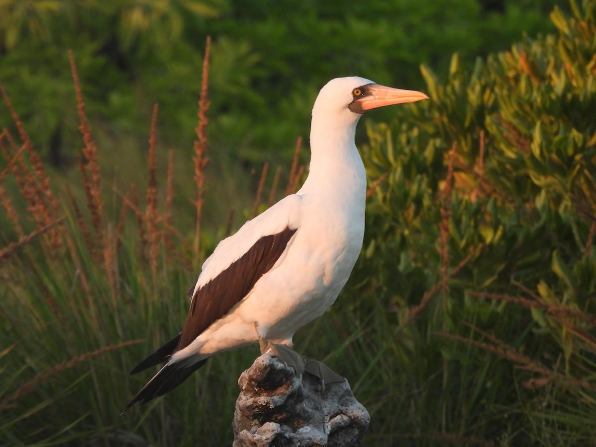Nazca Booby - ML644253293