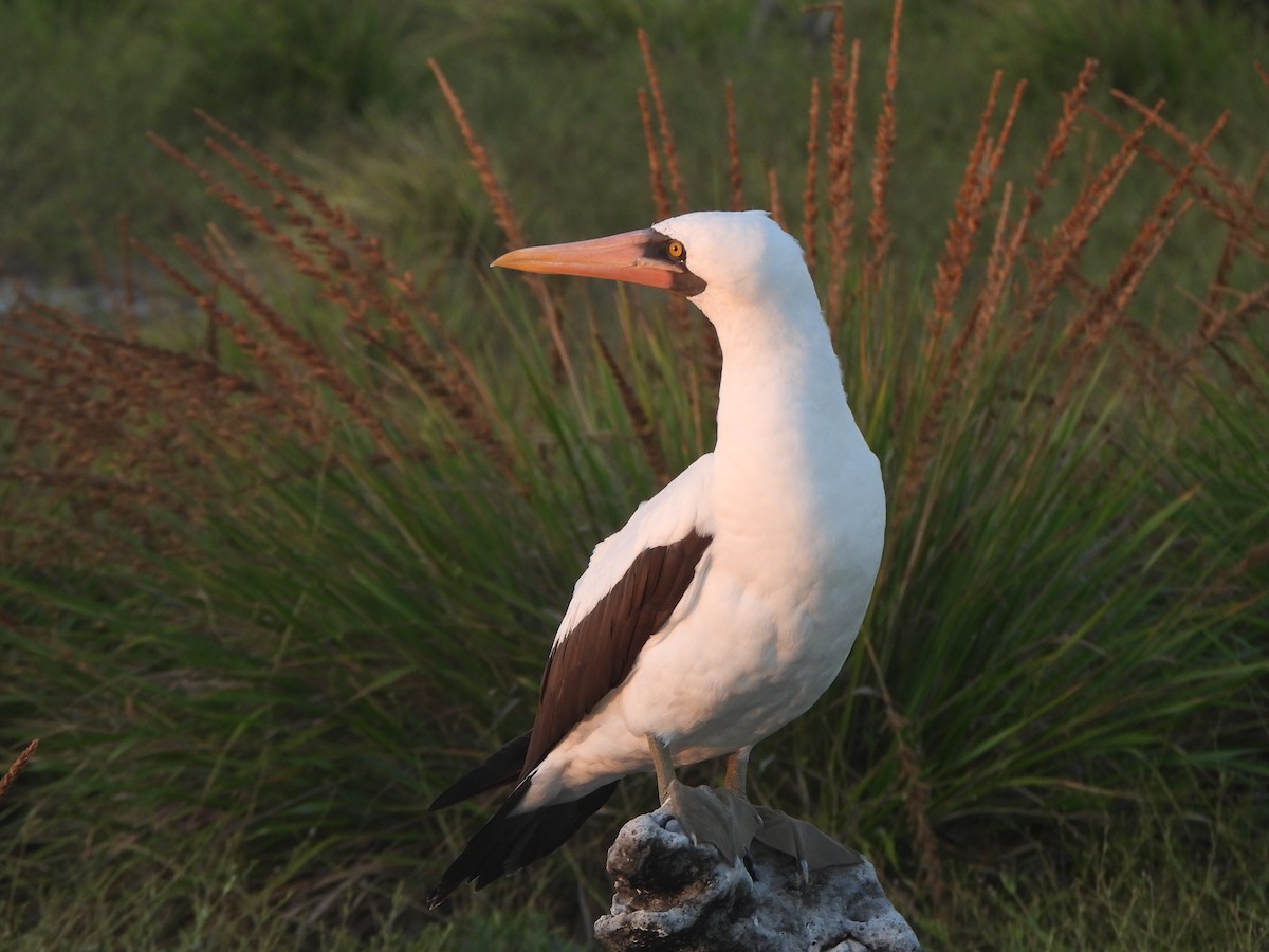 Nazca Booby - ML644253296