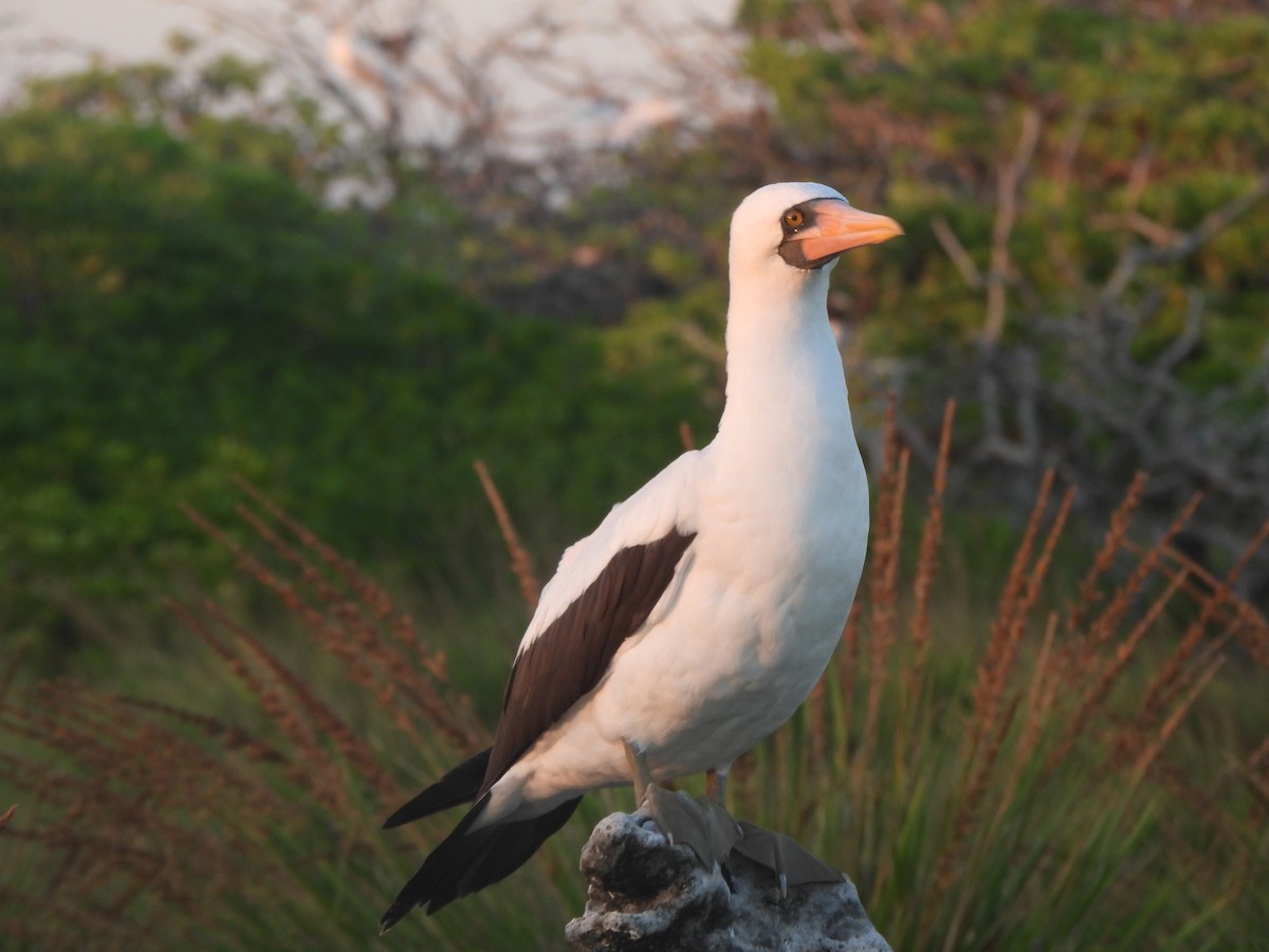 Nazca Booby - ML644253297