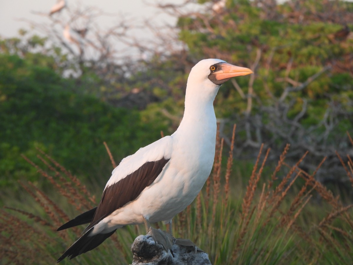 Nazca Booby - ML644253298