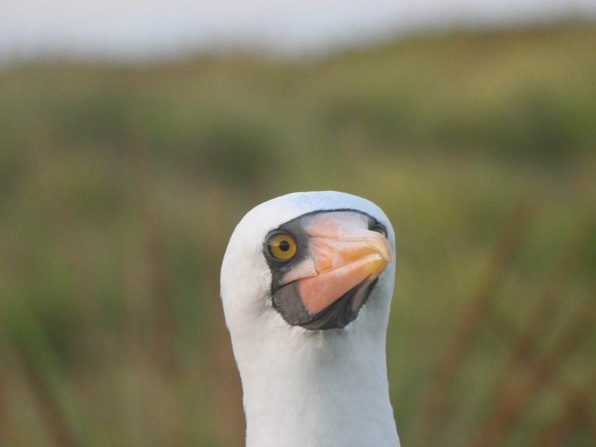 Nazca Booby - ML644253299