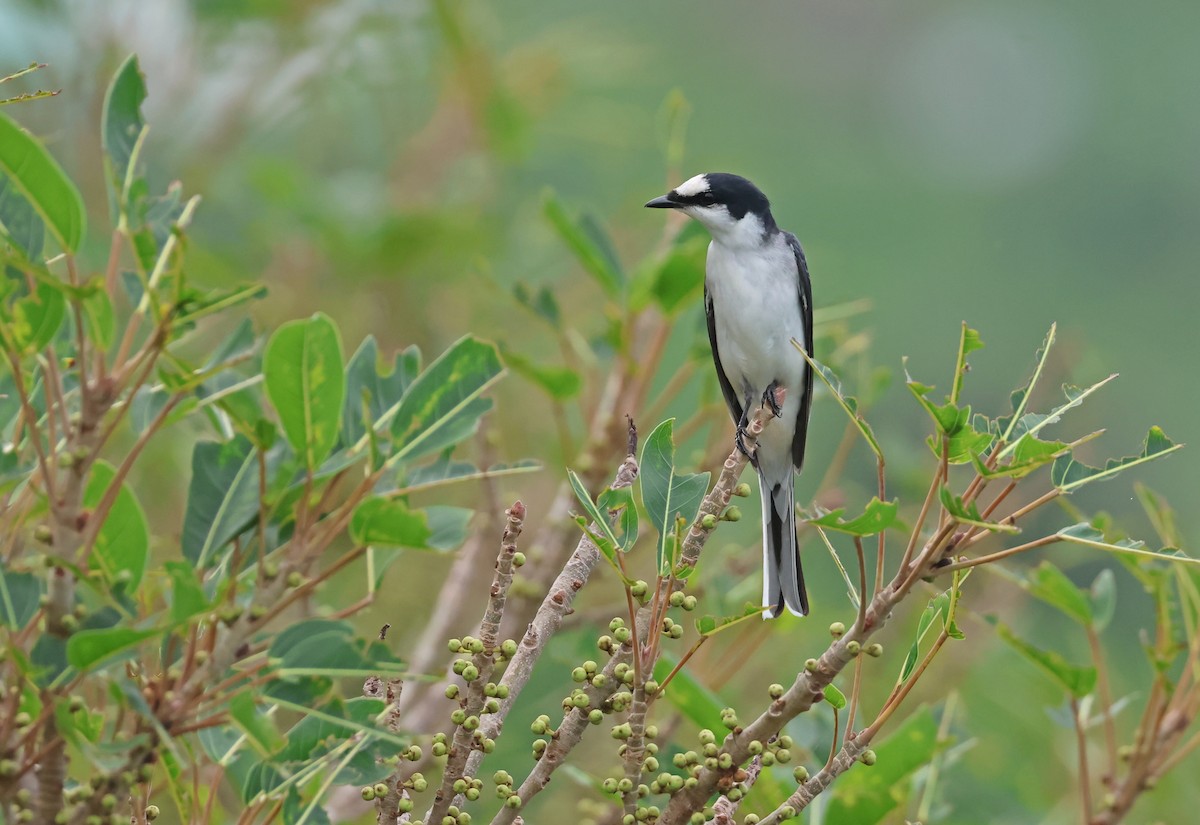 サンショウクイ - ML644253302