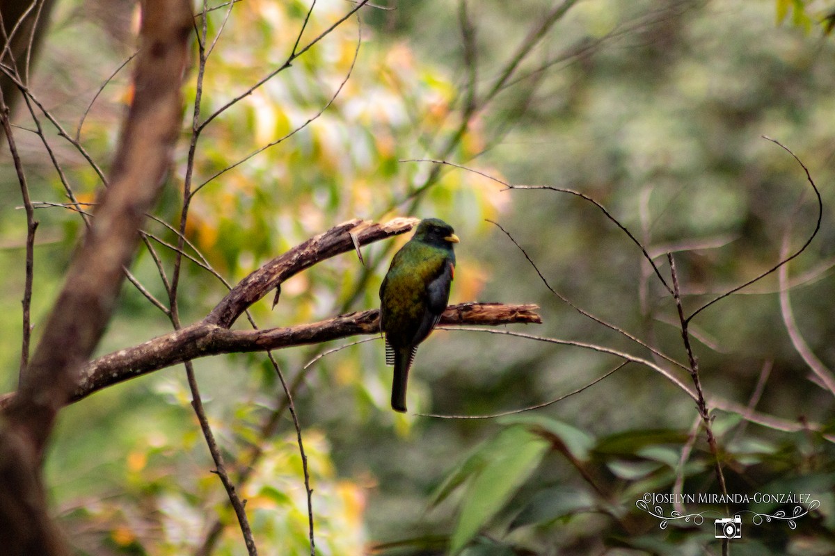 båndtrogon - ML644253305