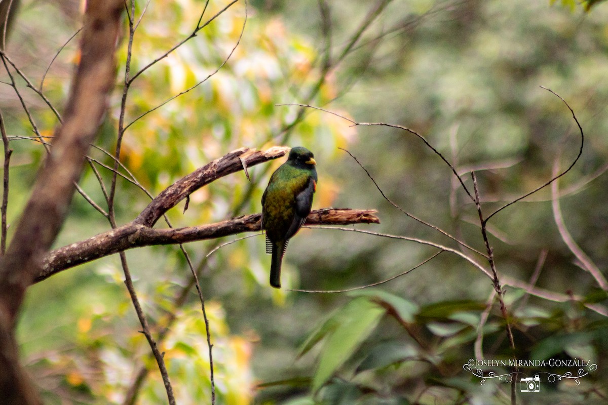 båndtrogon - ML644253306