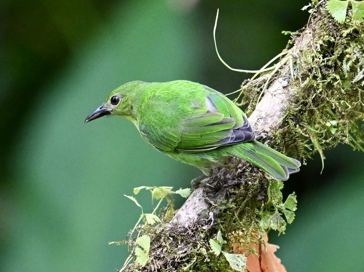 Kappennaschvogel - ML644253316