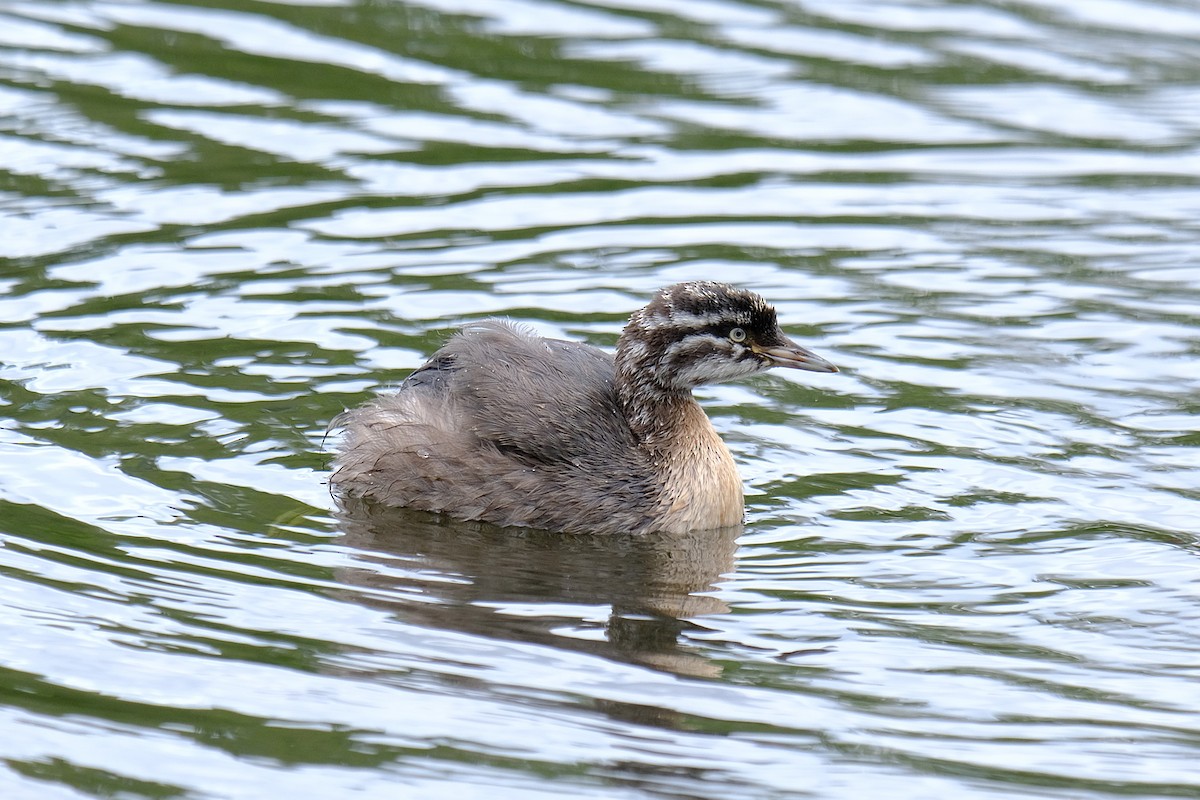New Zealand Grebe - ML644253320