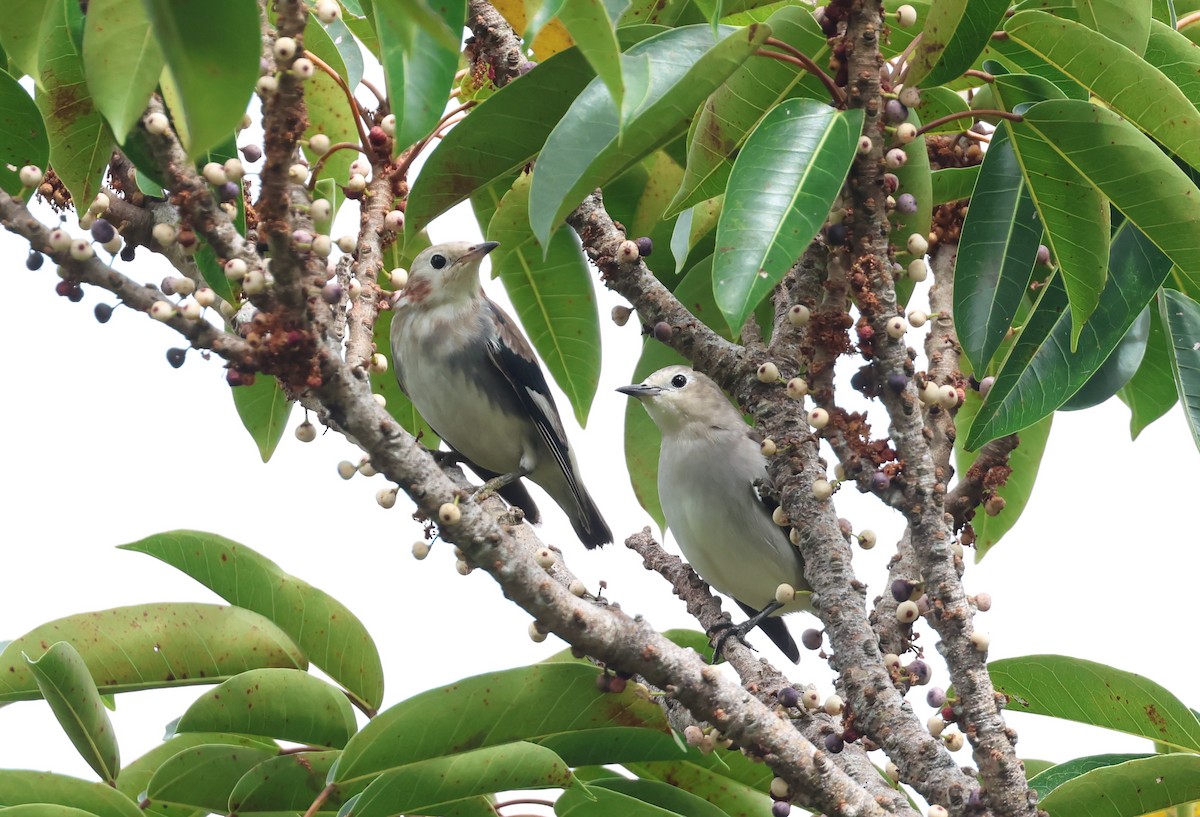 Al Yanaklı Sığırcık - ML644253322