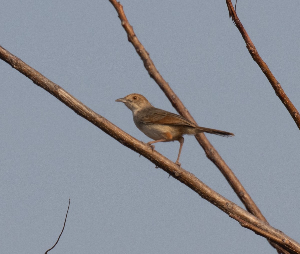 Rattling Cisticola - ML644253332