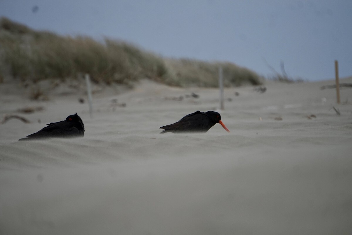 Huîtrier variable - ML644253345