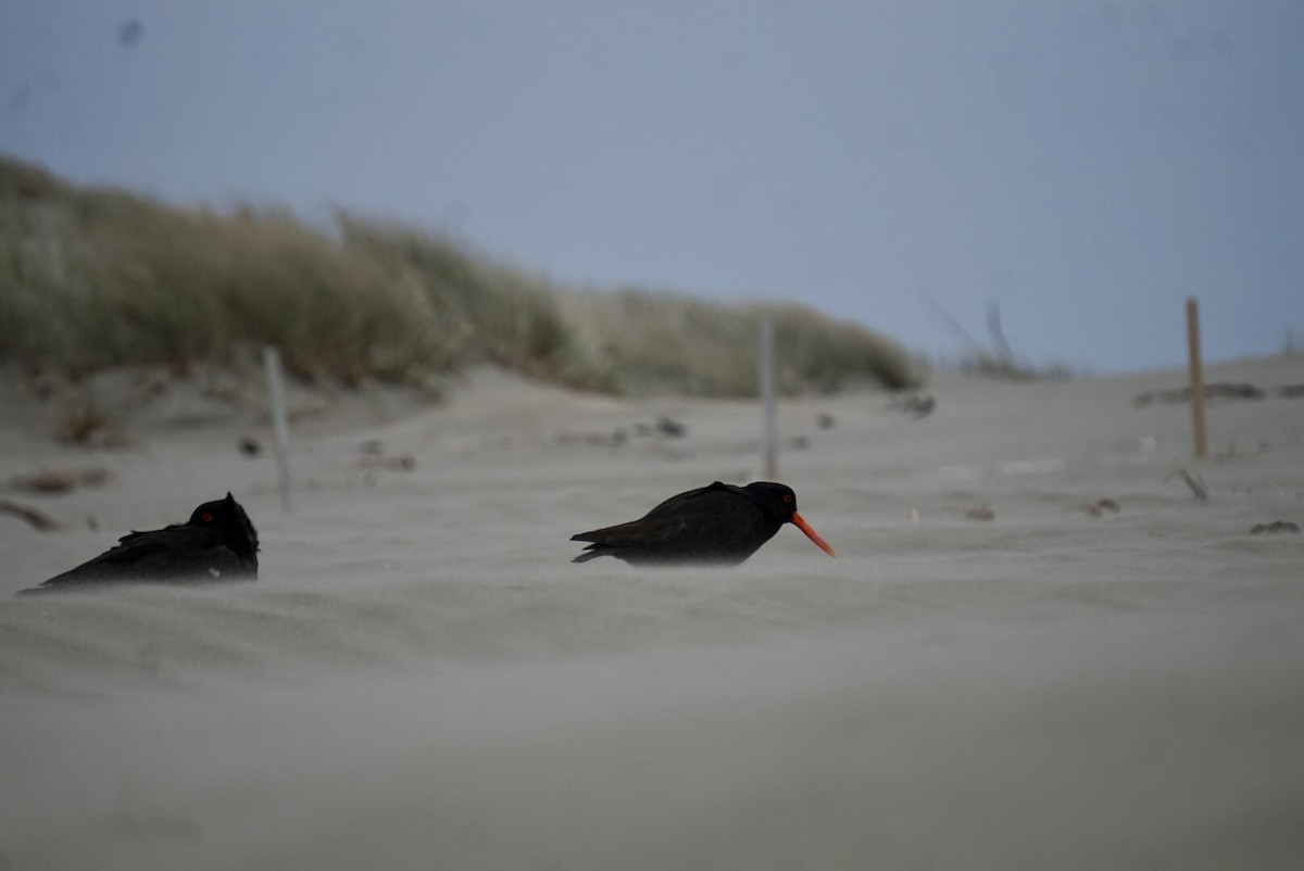 Huîtrier variable - ML644253346