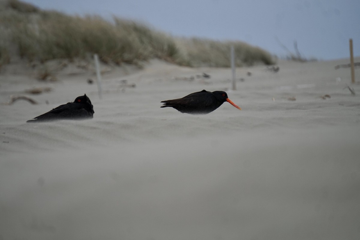 Huîtrier variable - ML644253347