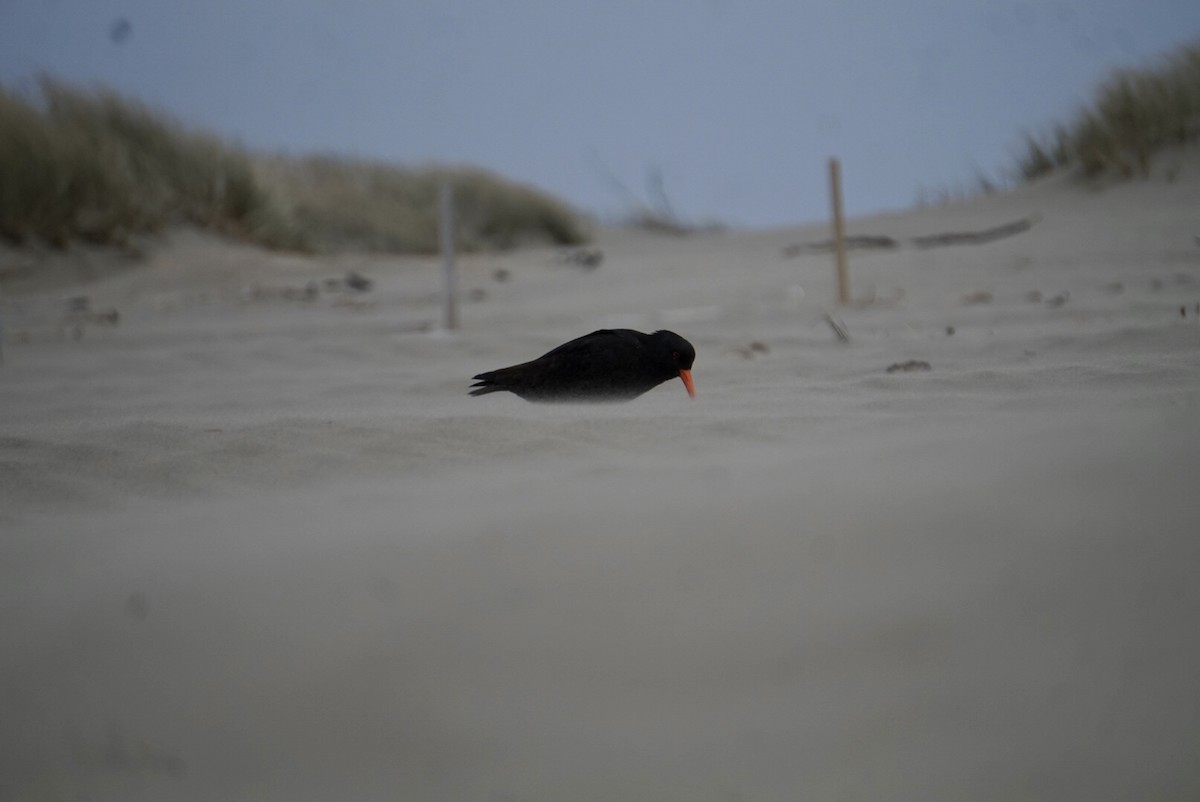 Huîtrier variable - ML644253348