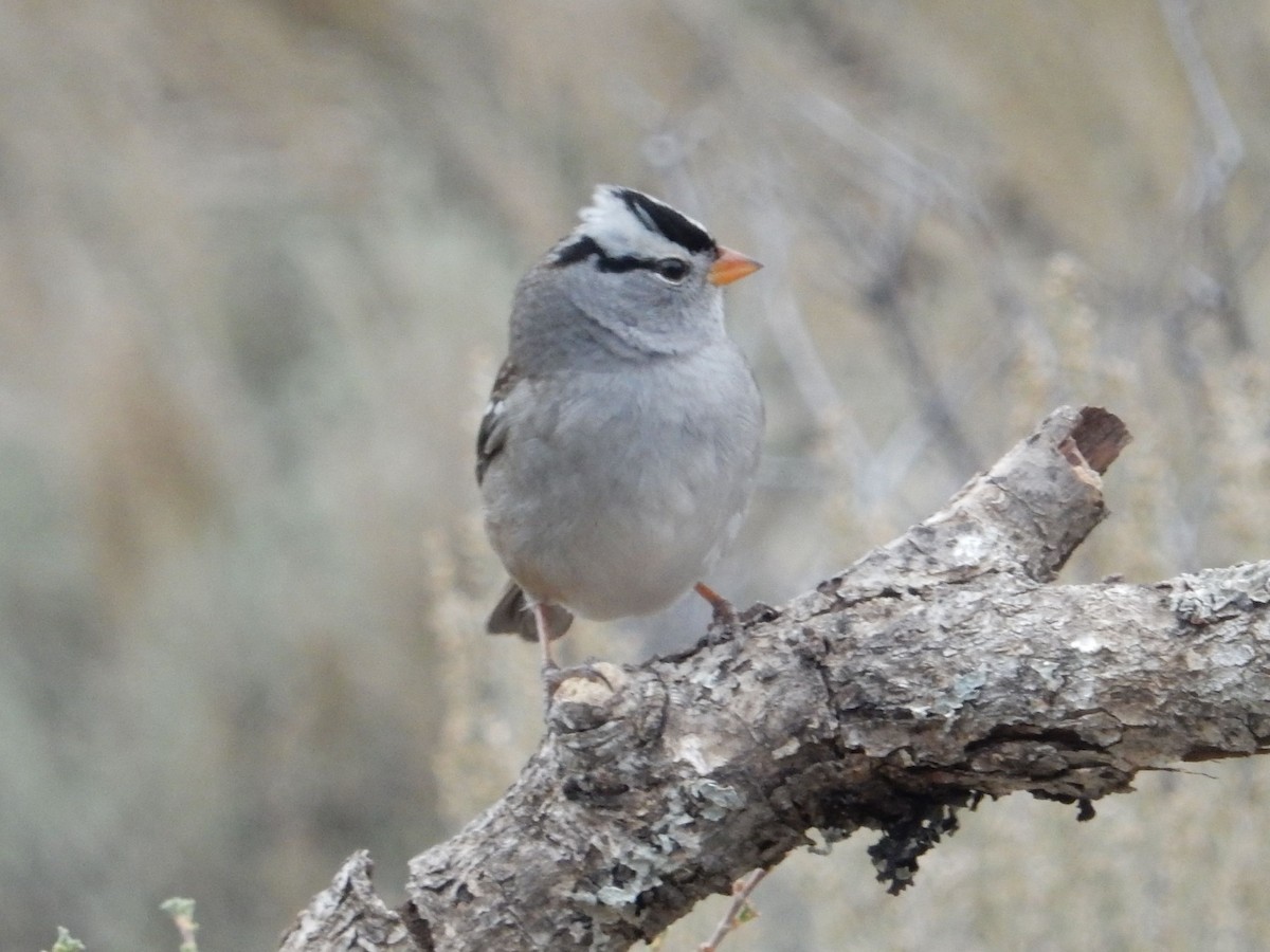 strnadec bělopásý - ML644253351