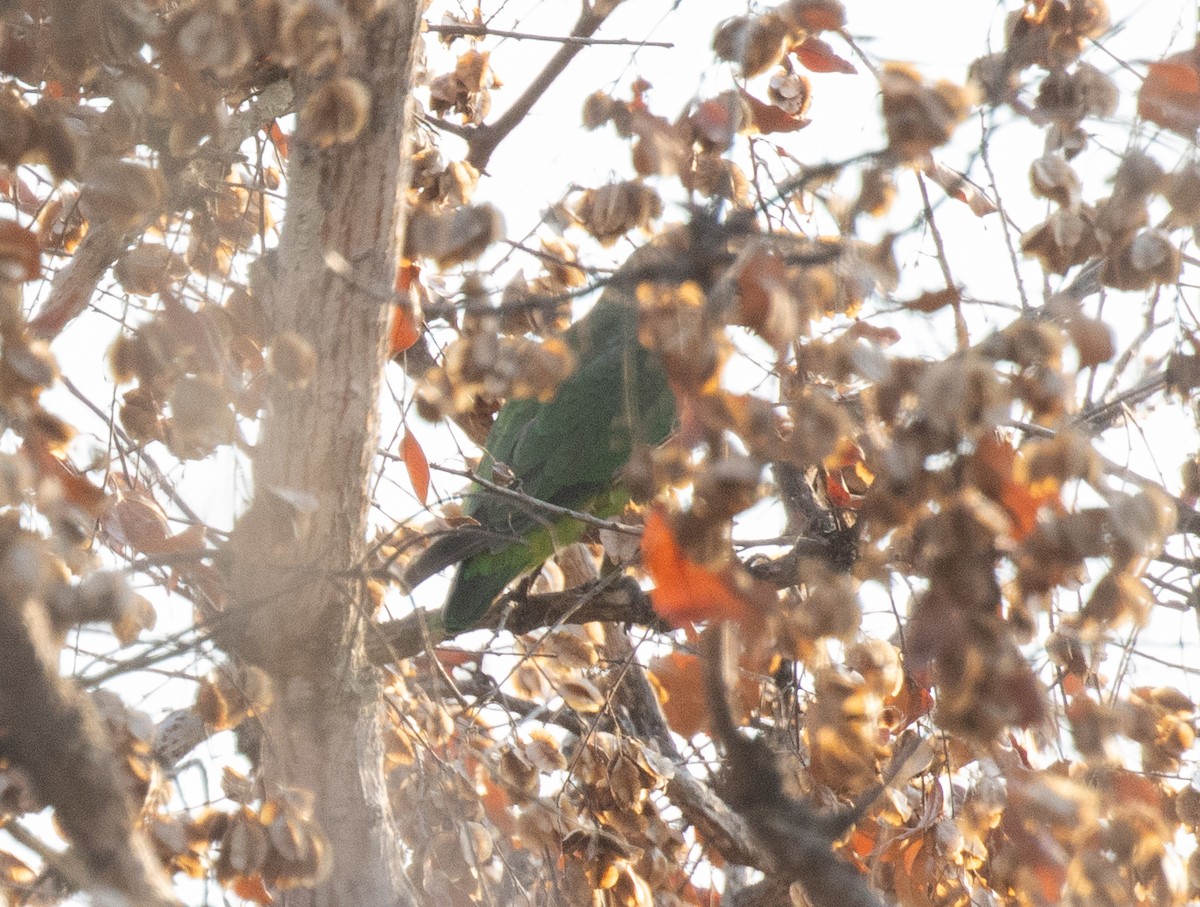 Brown-headed Parrot - ML644253352