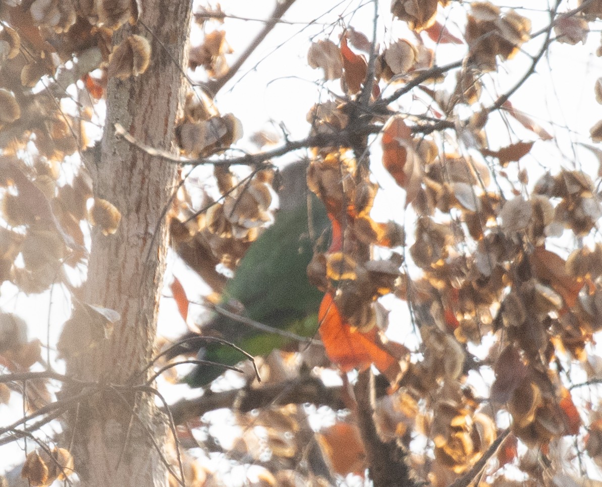 Brown-headed Parrot - ML644253356
