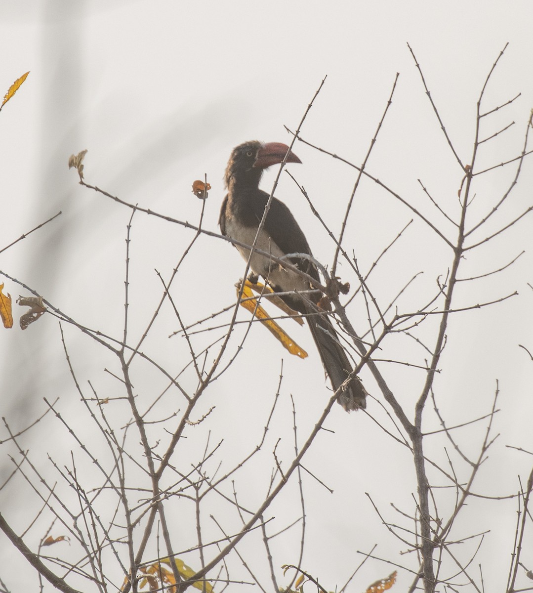 Crowned Hornbill - ML644253357